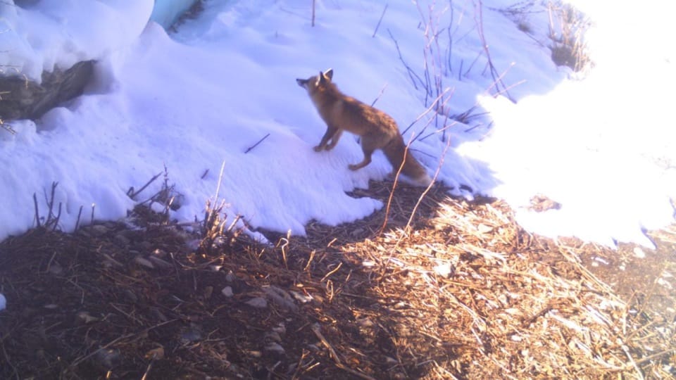 India-China Border: Snow leopard and many rare wildlife  caught on camera in Darma Valley photos