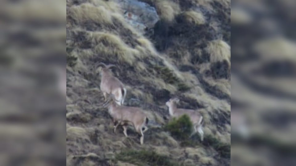 India-China Border: Snow leopard and many rare wildlife  caught on camera in Darma Valley photos