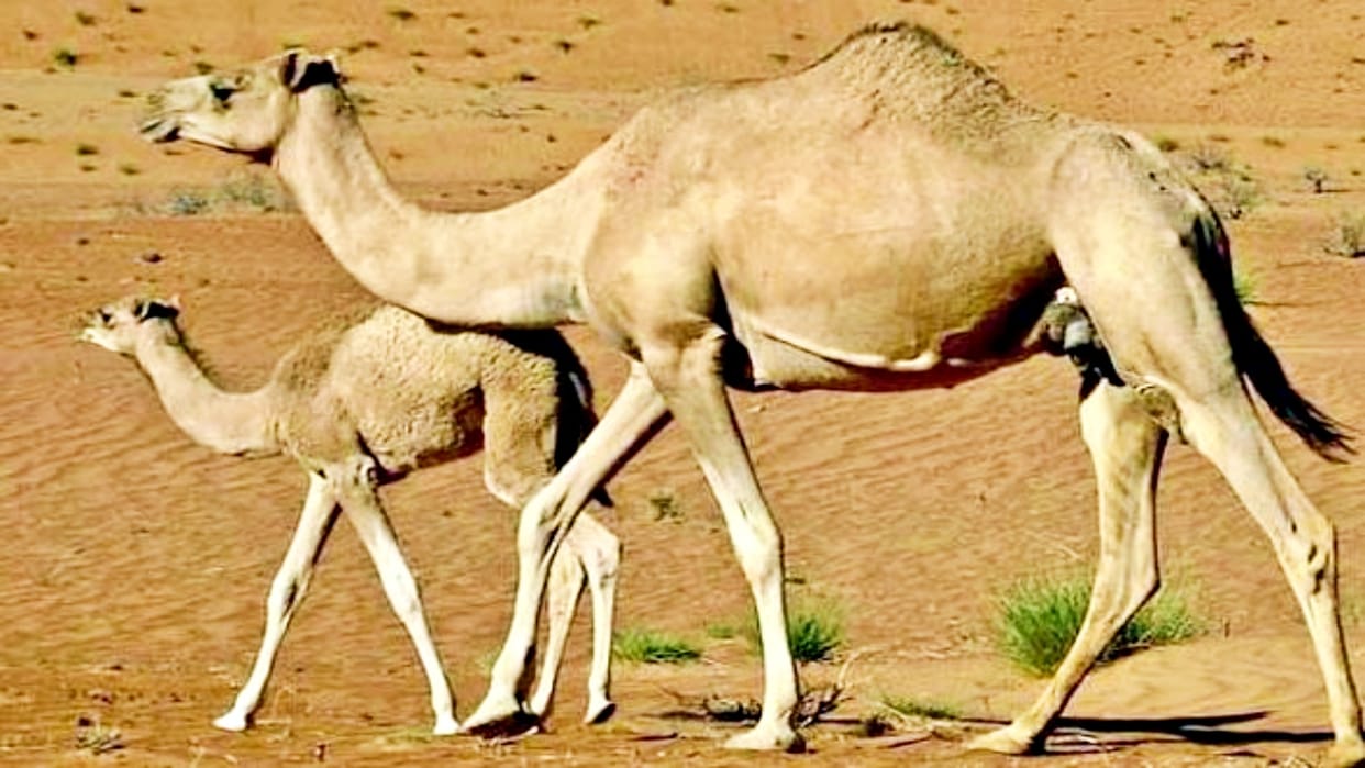 Camel herders will get Rs 10,000 in Rajasthan