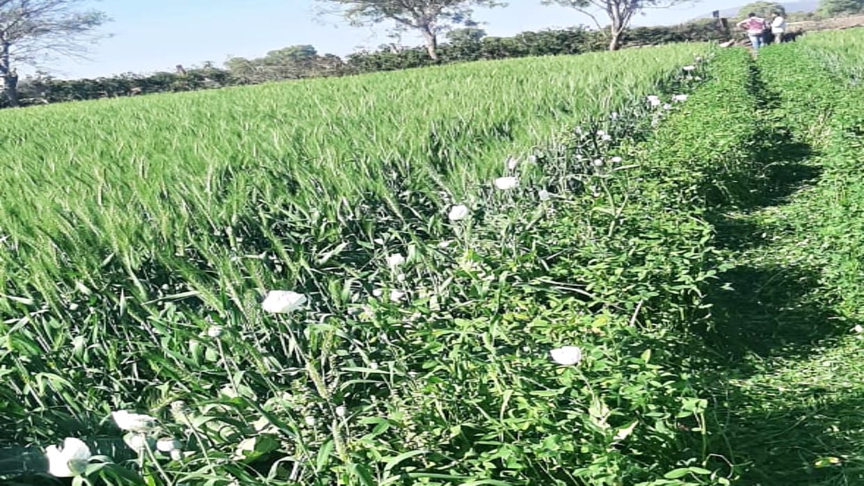 A youth arrested for illegal cultivation of opium
