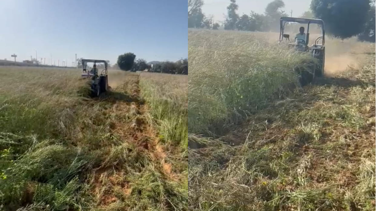 Four and a half acres of mustard crop damaged by frost, Farmer destroy it with Tractor