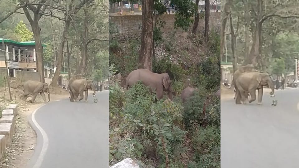 Group of Elephants Arrives On Kotdwar Pauri National Highway People Panic Traffic Jam Photos