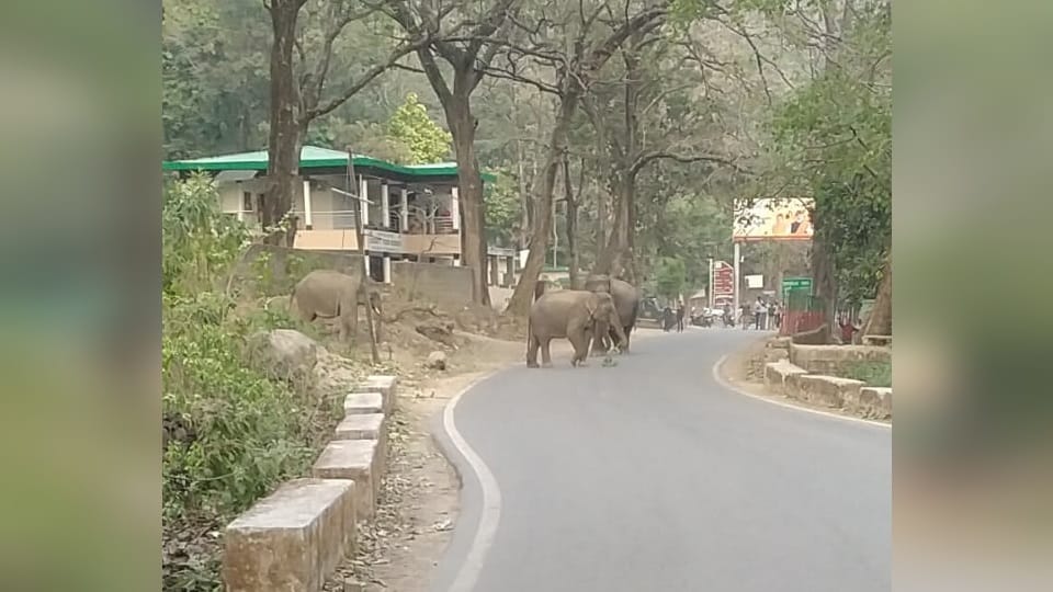 Group of Elephants Arrives On Kotdwar Pauri National Highway People Panic Traffic Jam Photos