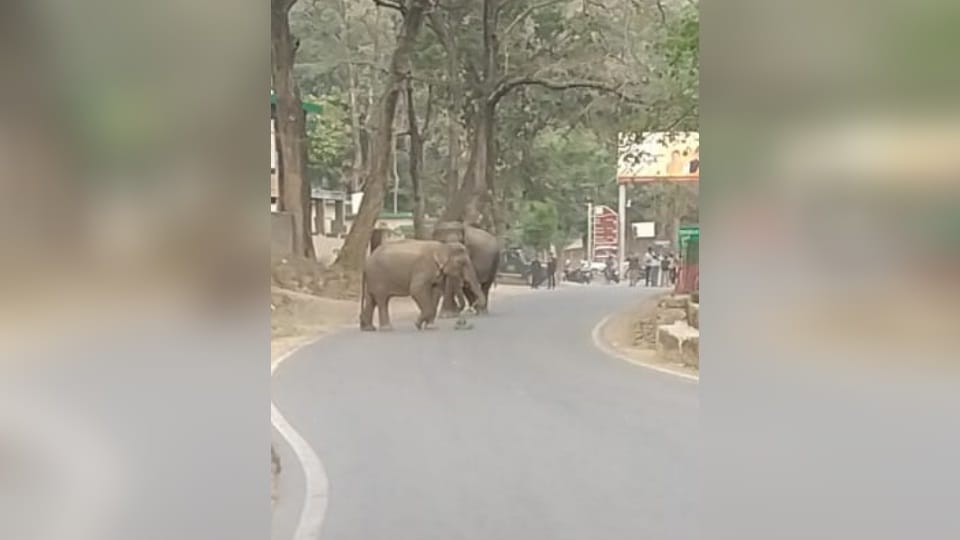 Group of Elephants Arrives On Kotdwar Pauri National Highway People Panic Traffic Jam Photos