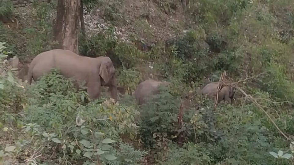 Kotdwar Pauri National Highway Female elephant roaming with newborn baby for many days Video Viral