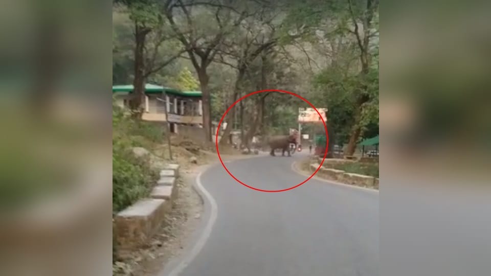 Group of Elephants Arrives On Kotdwar Pauri National Highway People Panic Traffic Jam Photos