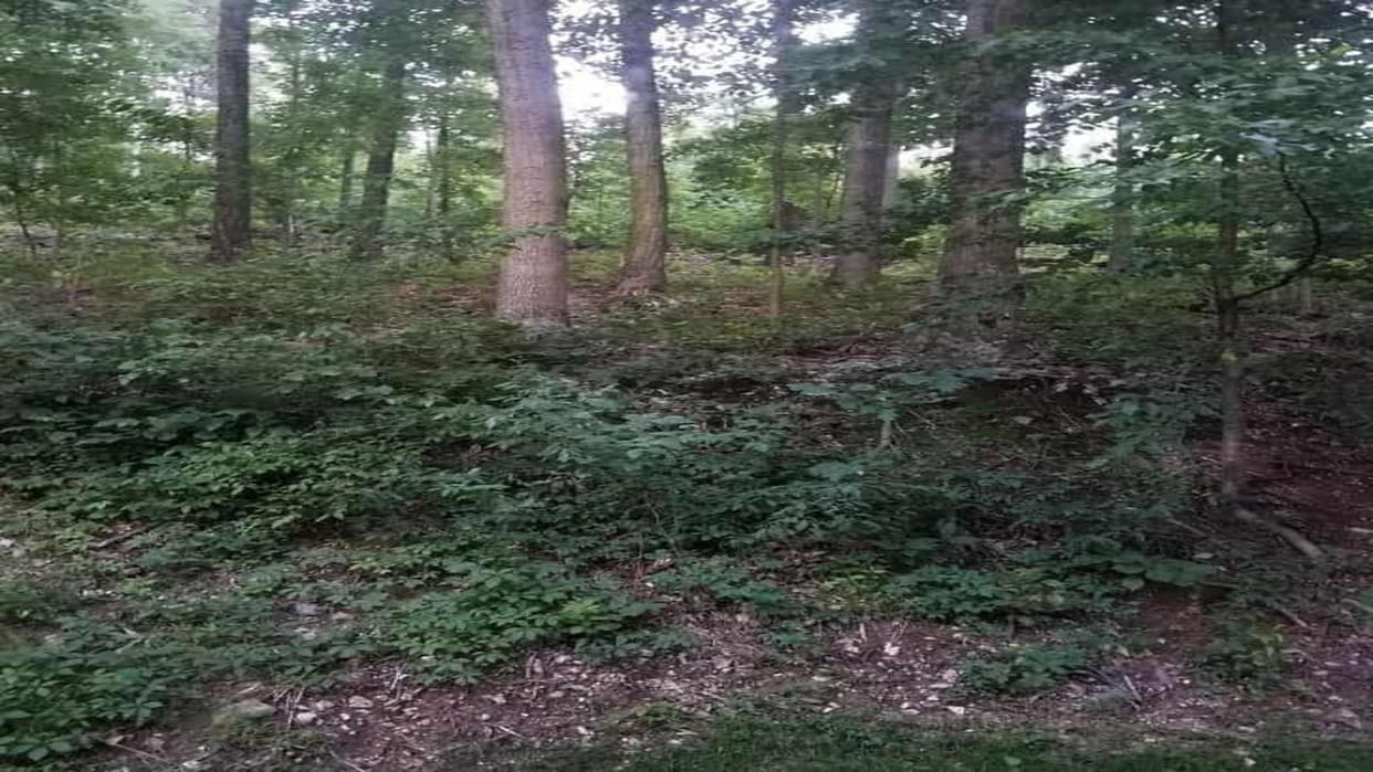 Optical Illusion IQ Test: Only a genius can find the fox in the forest within 9 seconds Check Your Brain Iq
