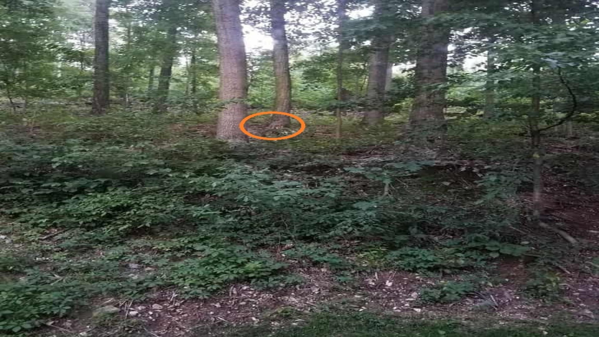 Optical Illusion IQ Test: Only a genius can find the fox in the forest within 9 seconds Check Your Brain Iq