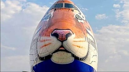 12 नए चीते 18 फरवरी को भारत पहुंचेंगे। इन्हें लेने विशेष विमान दक्षिण अफ्रीका के लिए उड़ चुका है