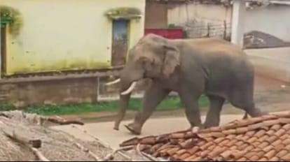 गोरखपुर में हाथी का तांडव।