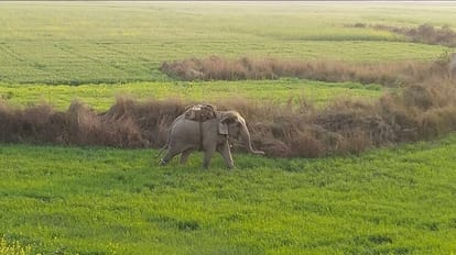 Uttarakhand News No solar power fence to protect crops from wildlife now bio fencing will be done