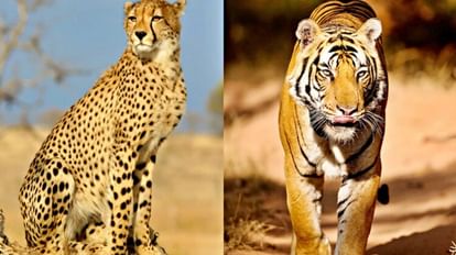 Tiger Deaths in MP: चीते बढ़ रहे...बाघ खोते जा रहा मध्यप्रदेश, इस साल अब तक नौ टाइगर की मौत सांकेतिक तस्वीर