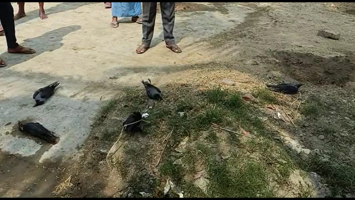 Bihar: 7 crows suddenly fell dead in the urban area of Nalanda, people fearing apprehensions