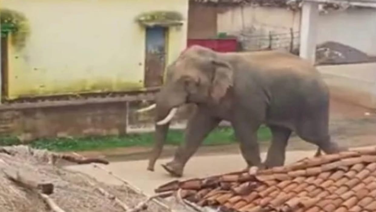 Four people trampled to death by elephant in Jharkhand's Lohardaga