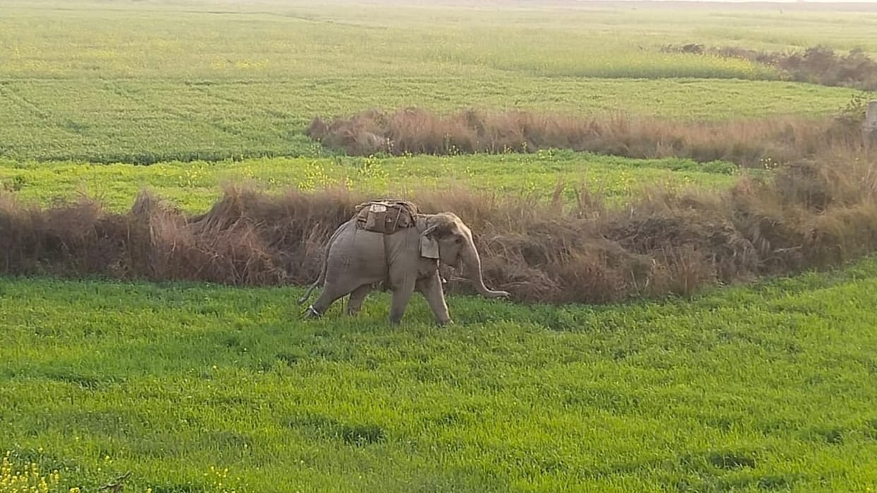 Uttarakhand News No solar power fence to protect crops from wildlife now bio fencing will be done