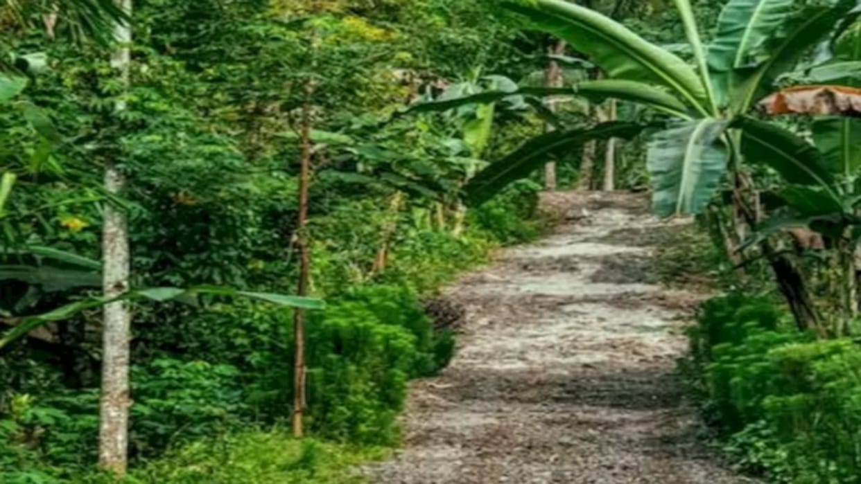 Optical Illusions IQ Test: Only people with sharp eyes can spot the parrot in this green forest Puzzle games