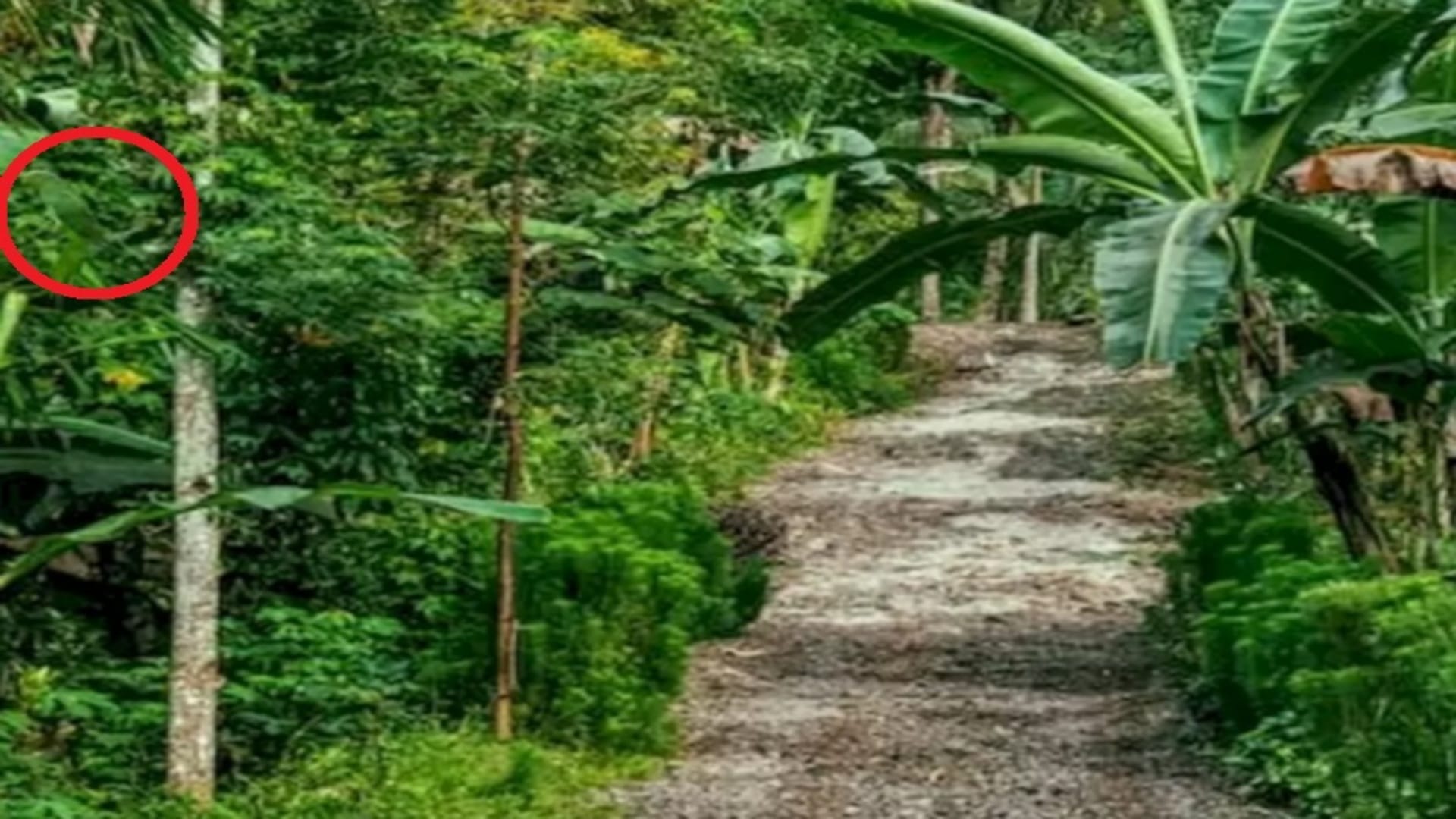Optical Illusions IQ Test: Only people with sharp eyes can spot the parrot in this green forest Puzzle games