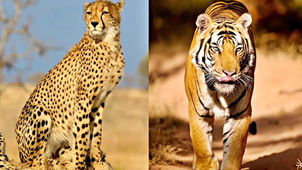 Tiger Deaths in MP Nine tiger deaths in Madhya Pradesh so far in the year 2023