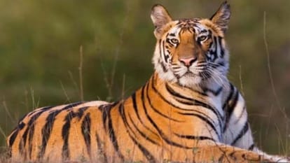 Tiger Deaths in MP Nine tiger deaths in Madhya Pradesh so far in the year 2023