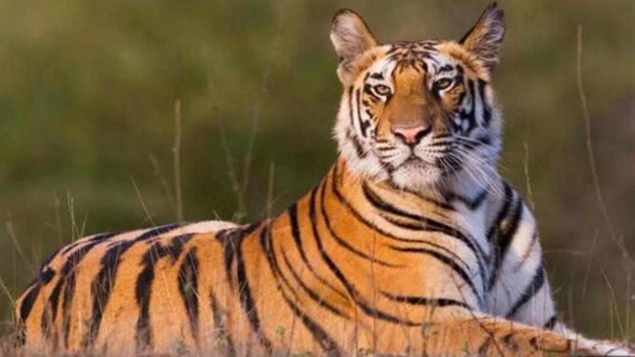MP News: Suspense remains on the title of MP's Tiger State, the officials' hope is maintained by the statisti