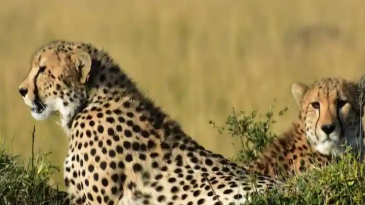 Indian experts oppose keeping cheetahs in enclosure in Kuno National Park