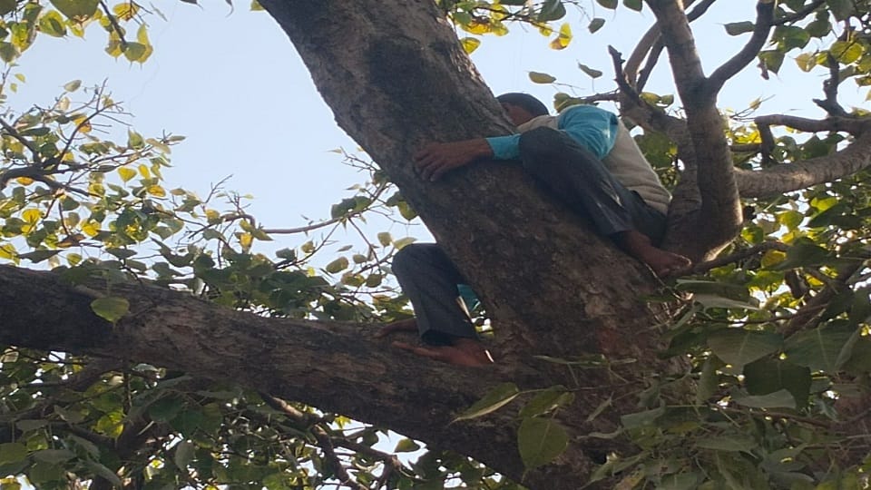 Villager climbed tree in Bisalpur tehsil after block staff asking bribe in pilibhit