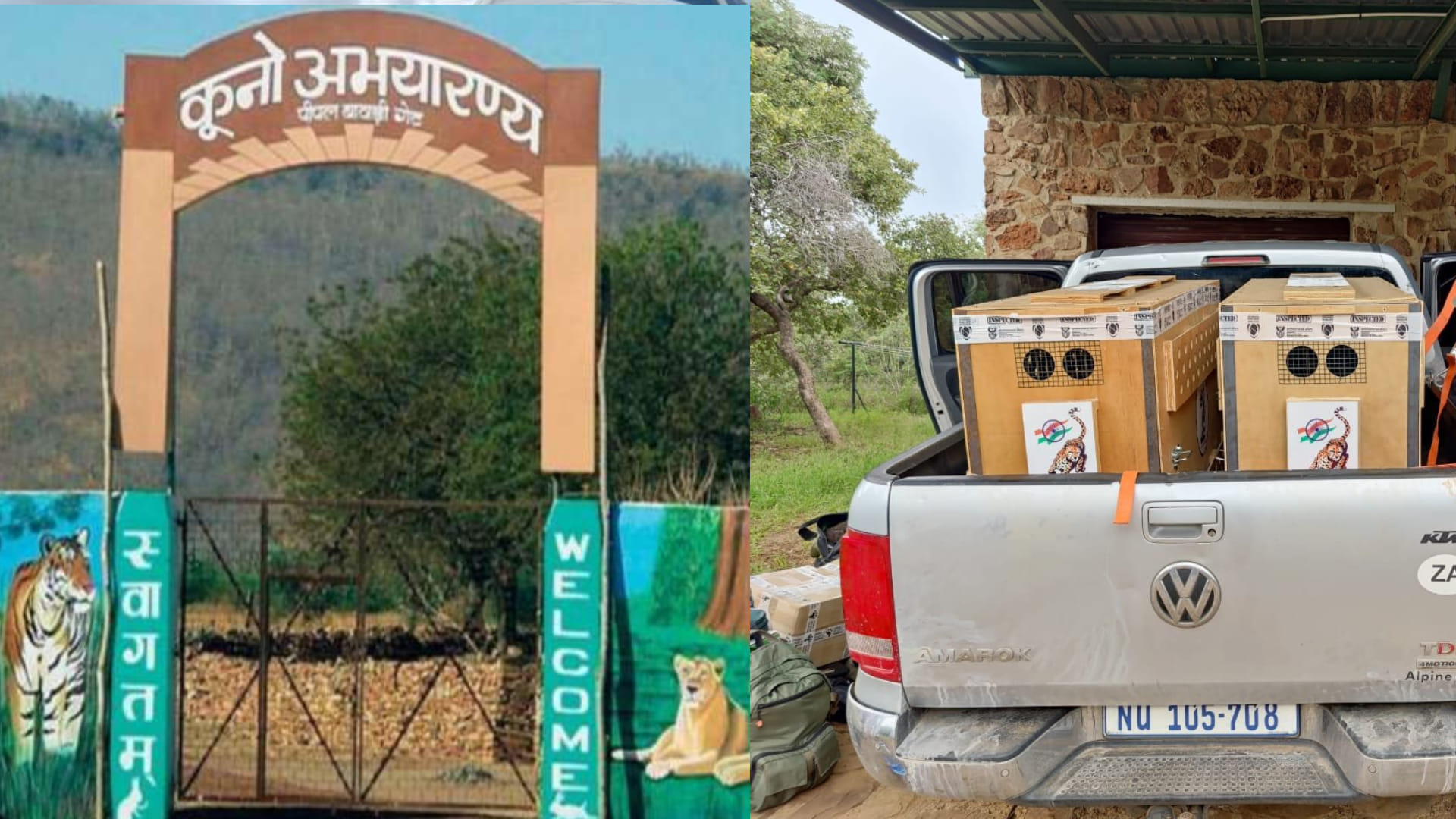 MP News: CM Shivraj will release 12 more cheetahs in Kuno tomorrow, preparations completed in Kuno National Pa