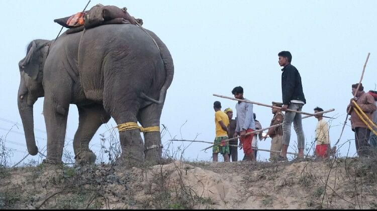 हिंसक होकर तीन की ली थी जान:हाथी पालन पर जारी हो सकती है गाइडलाइंस, कुल