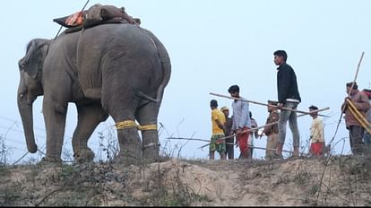 गोरखपुर में हाथी ने मचाया था तांडव।