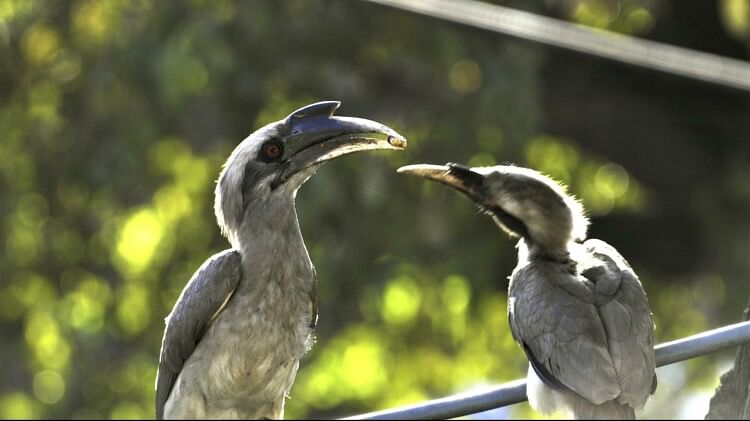 Hornbill Bird:नर की मृत्यु के बाद मादा और बच्चों की भी हो जाती है मौत, जानें कारण - Hornbill Birds Couple Move Together Female Locks Herself In The Nest Male Feeds Family -