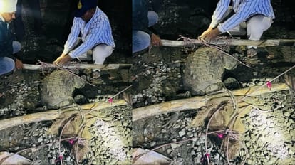 रेस्क्यू के बाद मगरमच्छों को सुरक्षित स्थान में छोड़ा