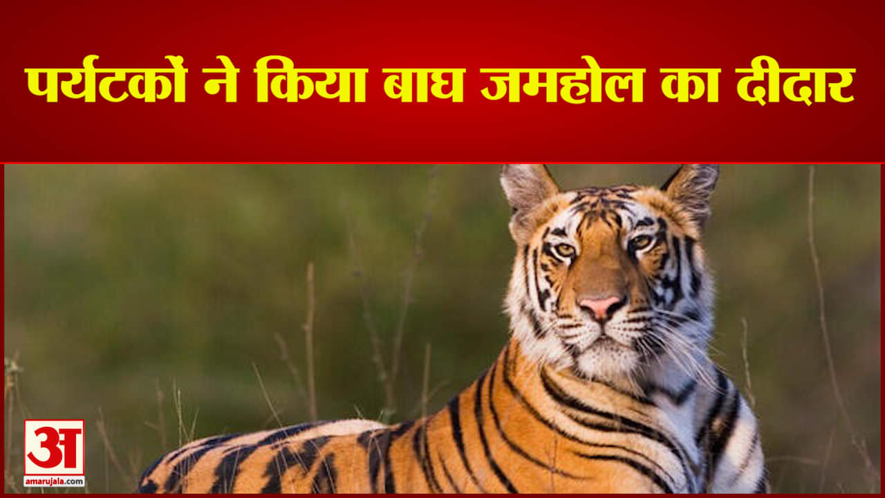 बाघ जमहोल को देख खिले पर्यटकों के चेहरे