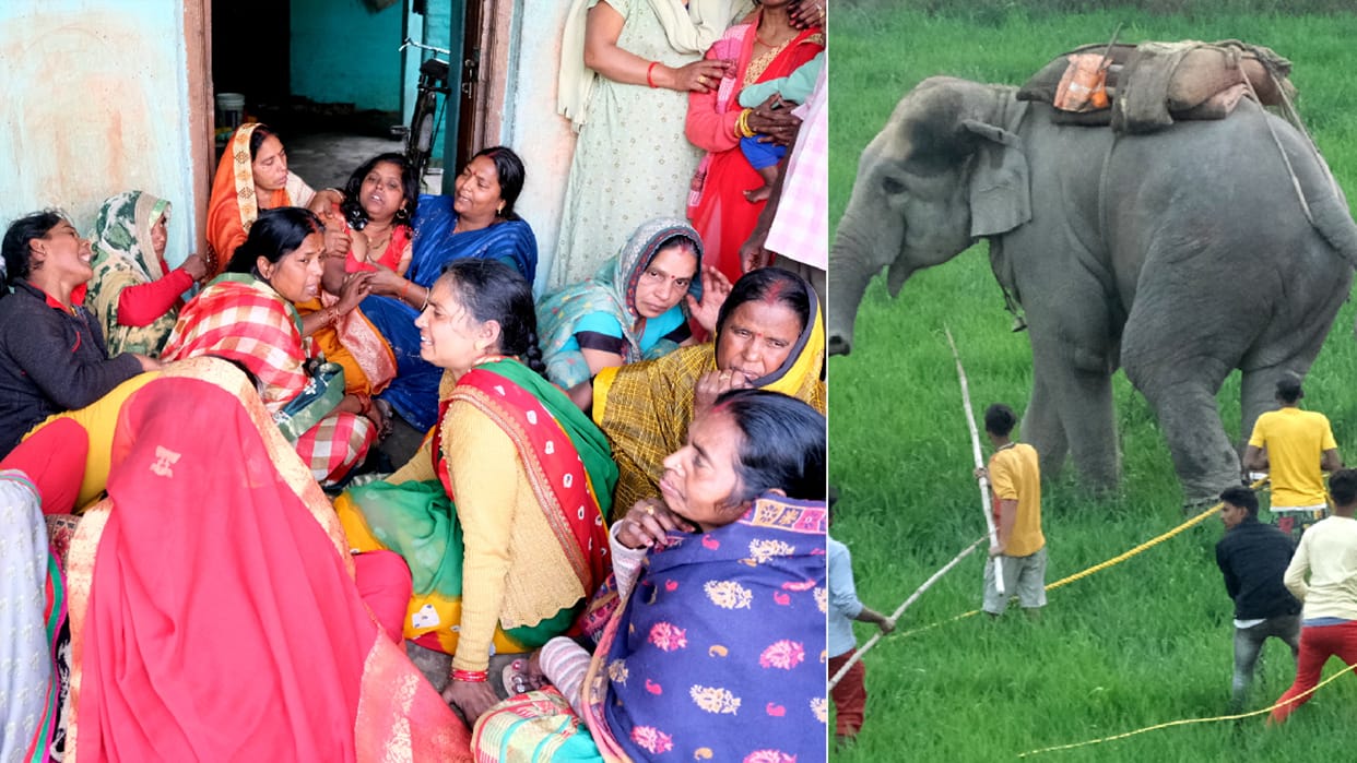 elephant killed three people in gorakhpur