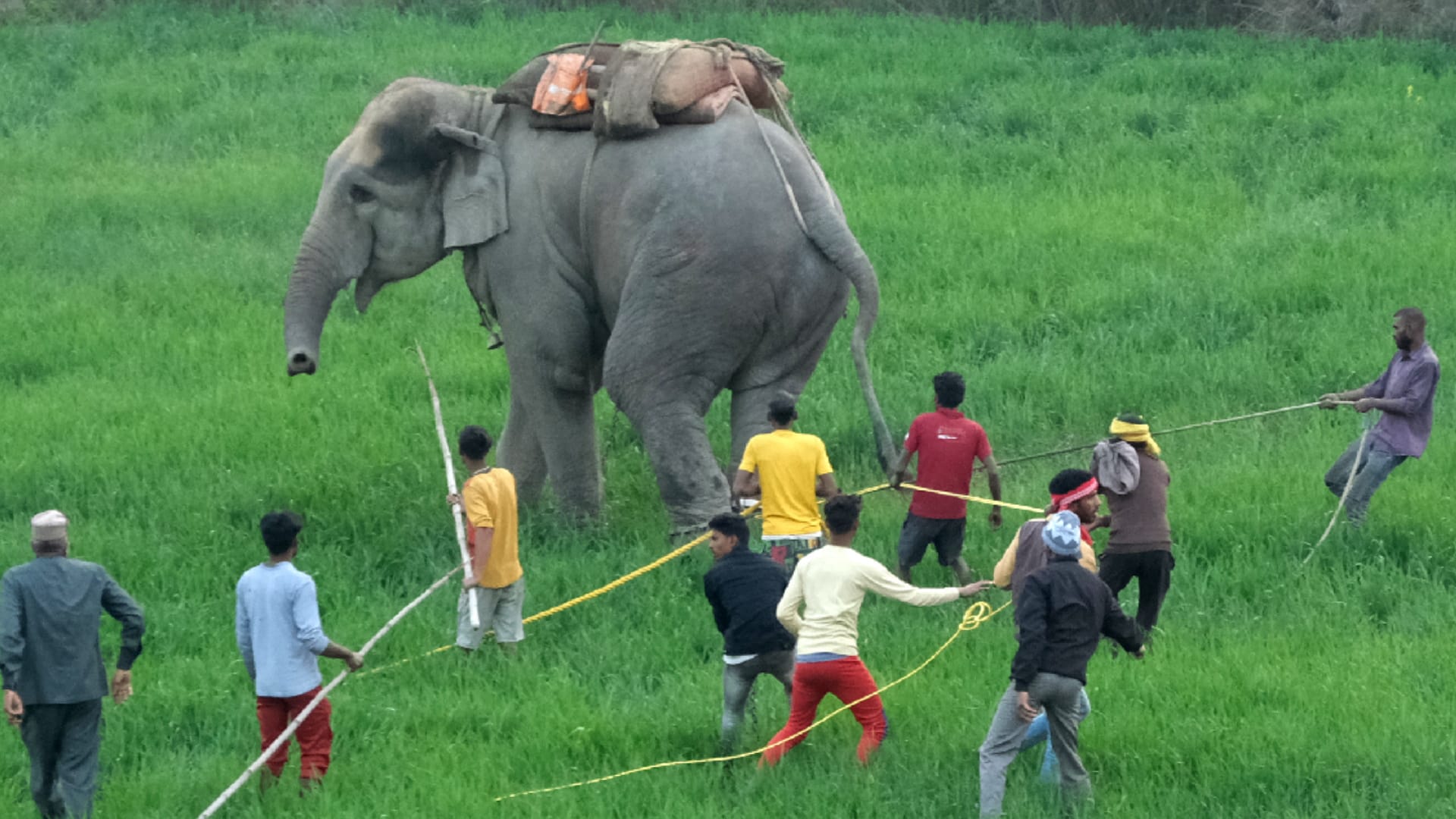 elephant killed three people in gorakhpur