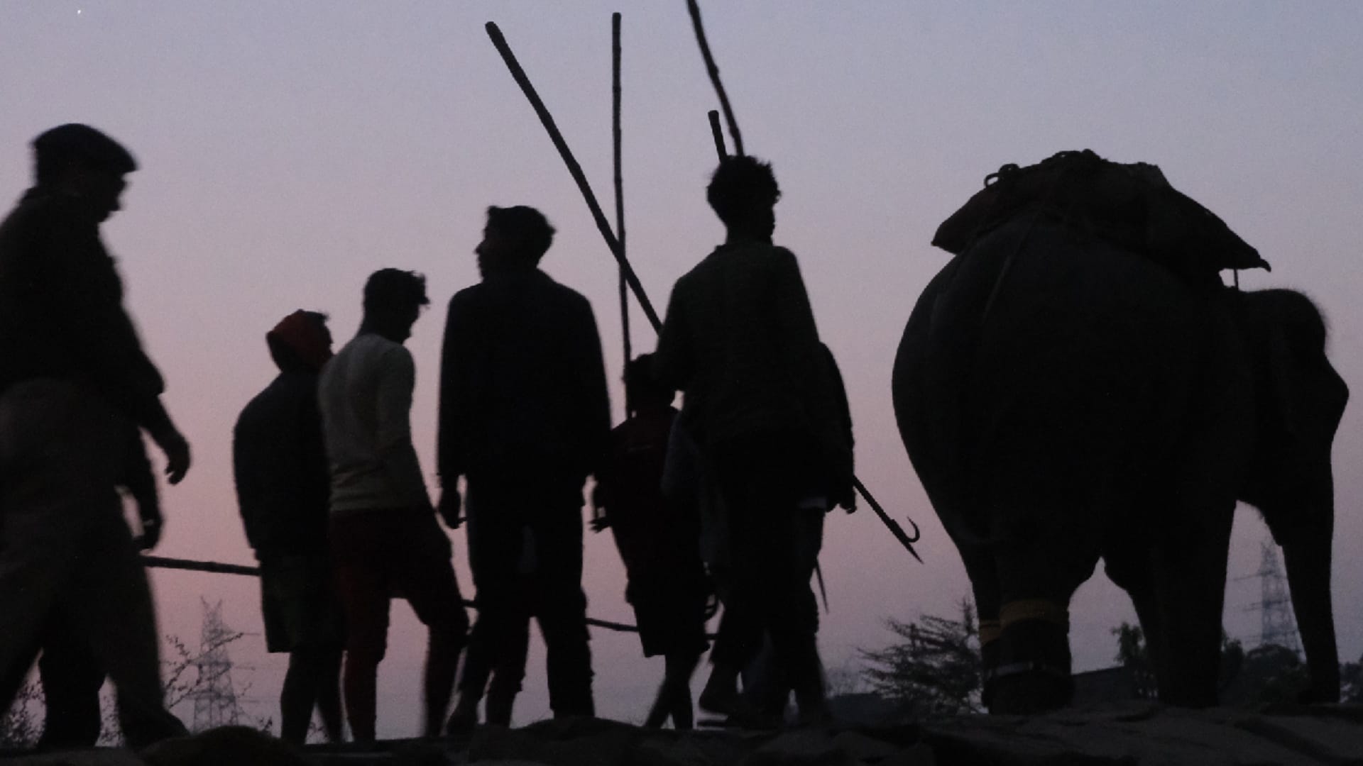 Special team will take killer elephant to Kanpur