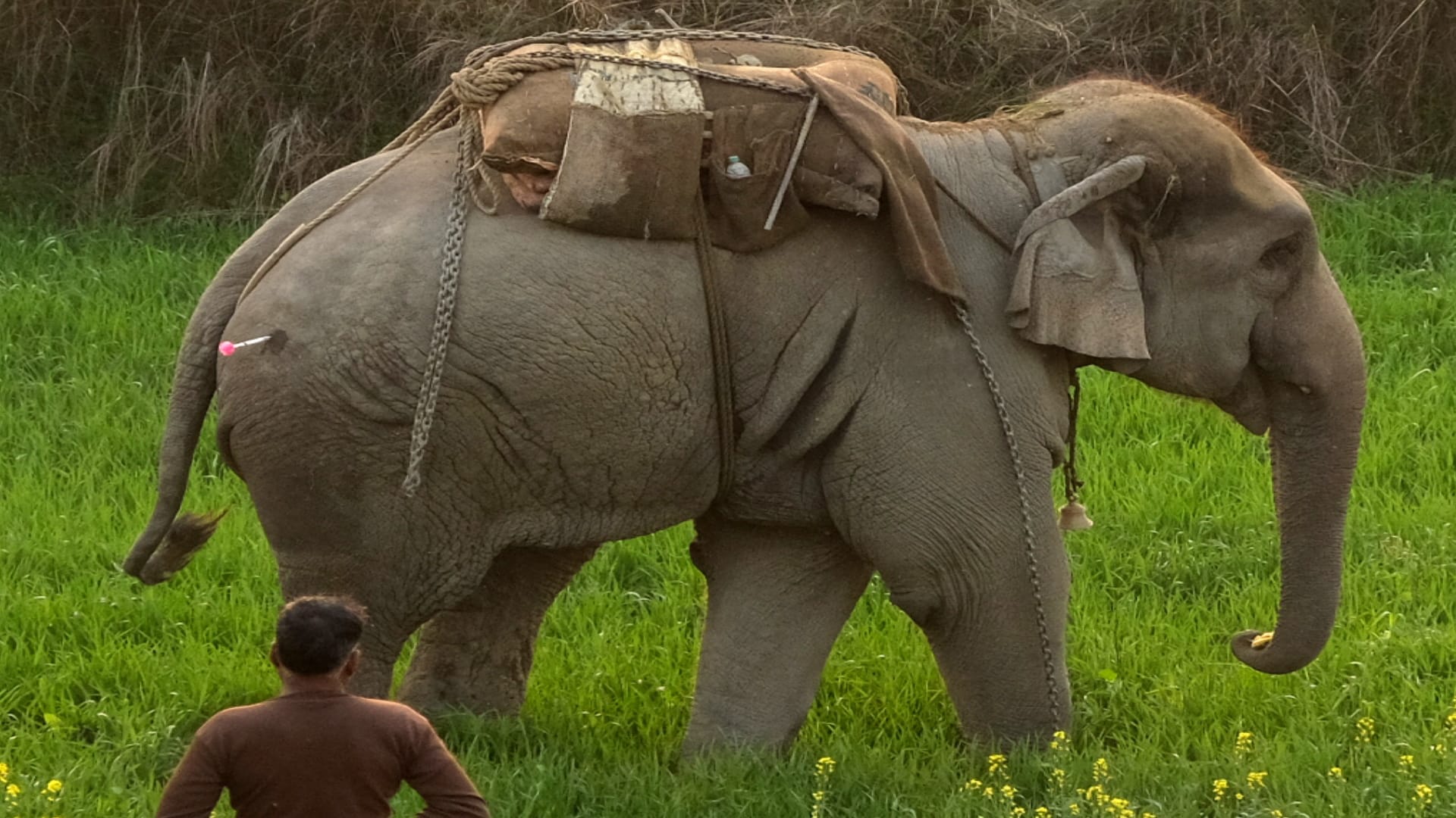 elephant killed three people in gorakhpur