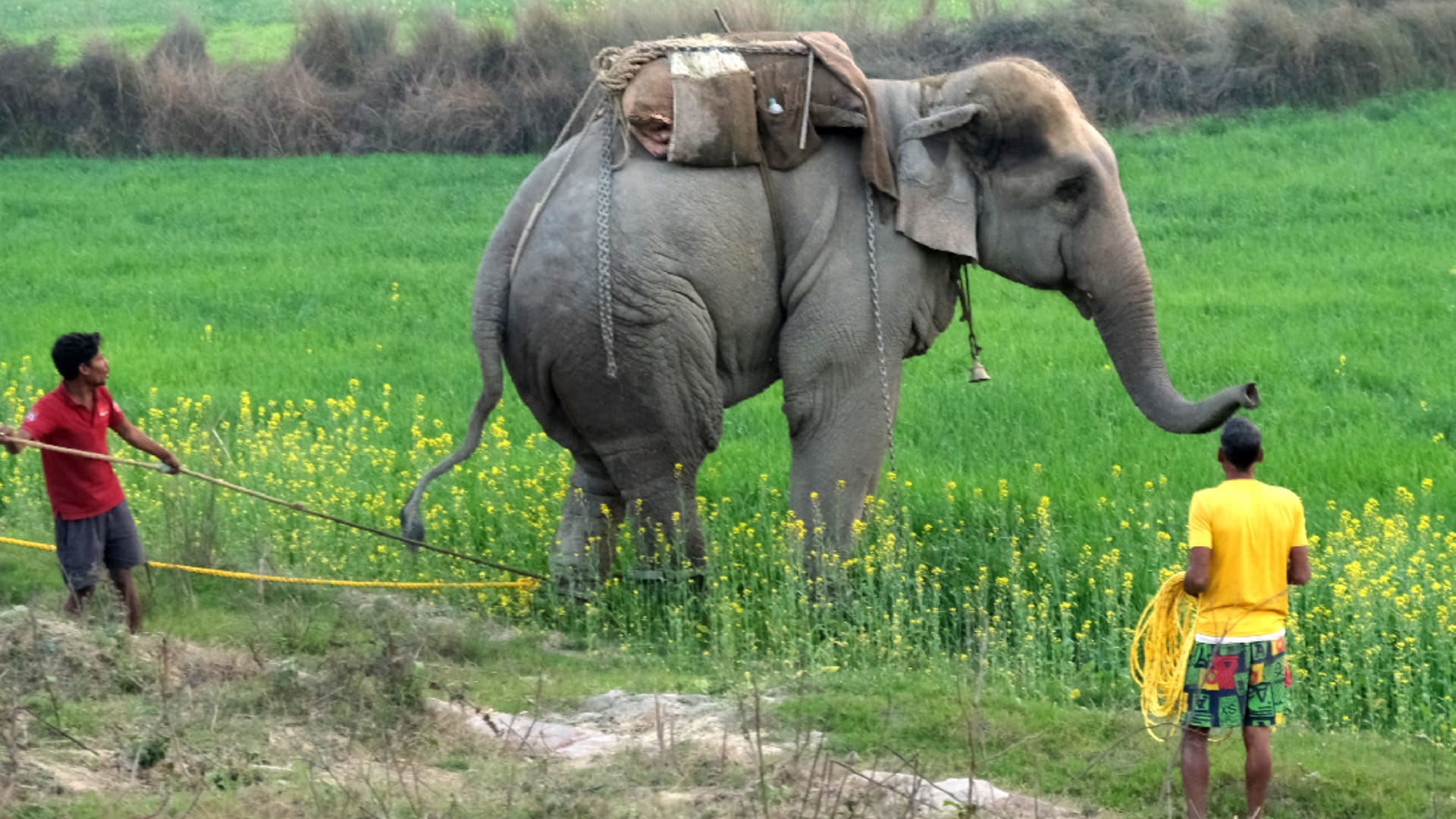 Special team will take killer elephant to Kanpur
