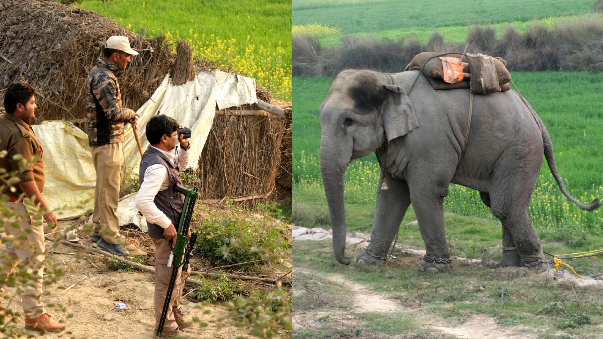 Special team will take killer elephant to Kanpur