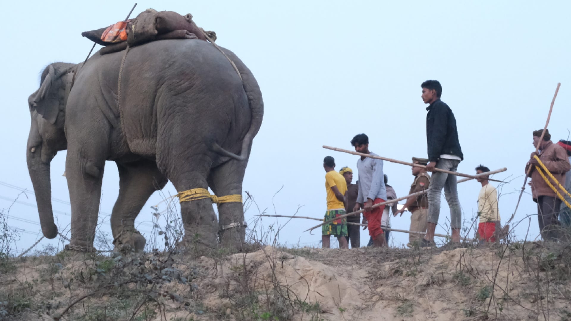 forest department not even know people keeping elephants