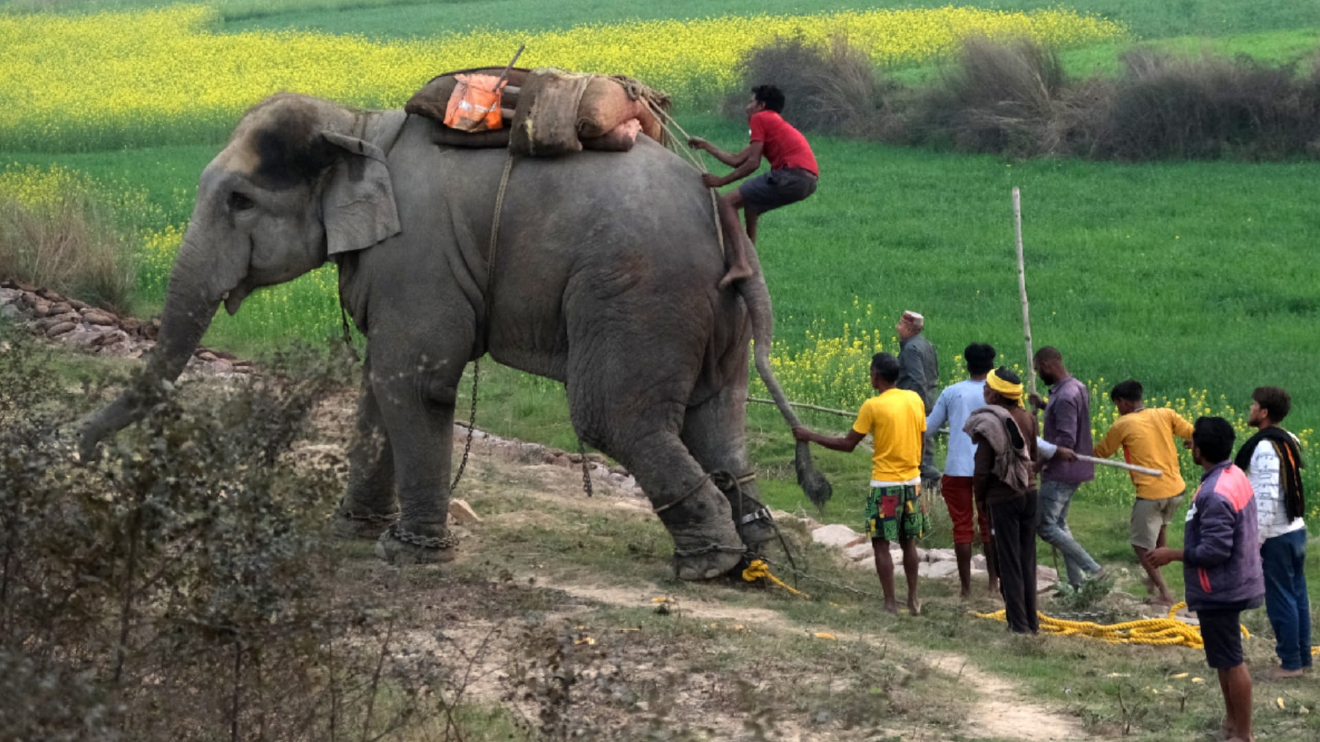 forest department not even know people keeping elephants