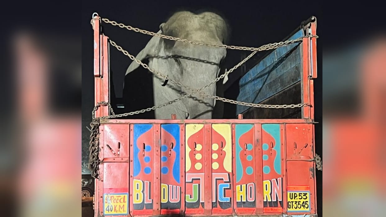 The elephant was taken to Vinod forest at eight in the morning,
