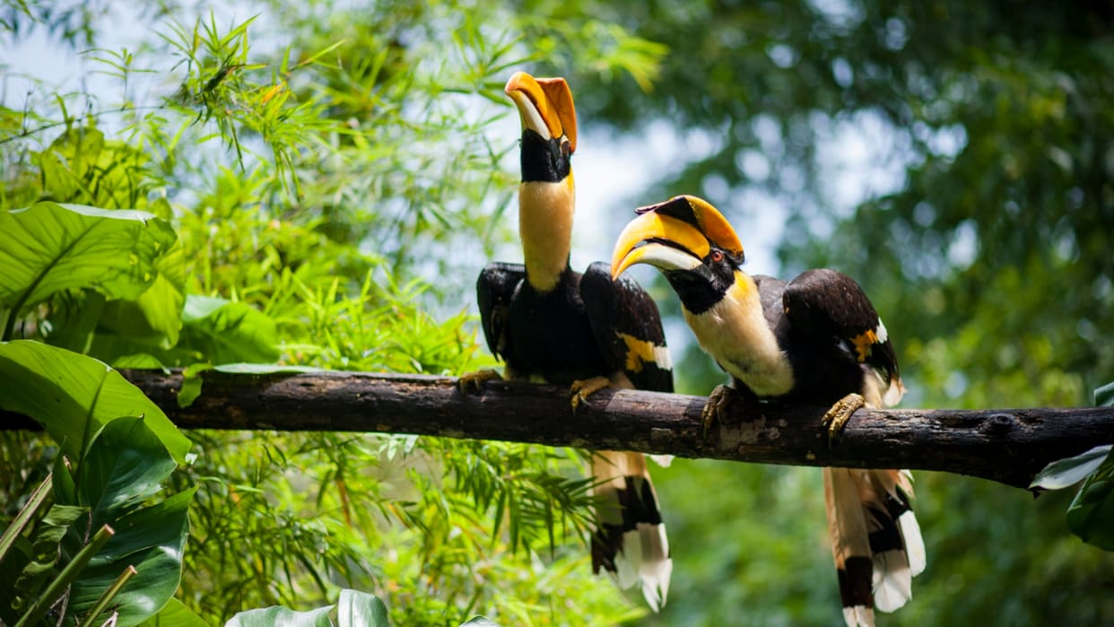 Hornbill Birds Couple Move Together Female Locks Herself in the Nest Male Feeds Family