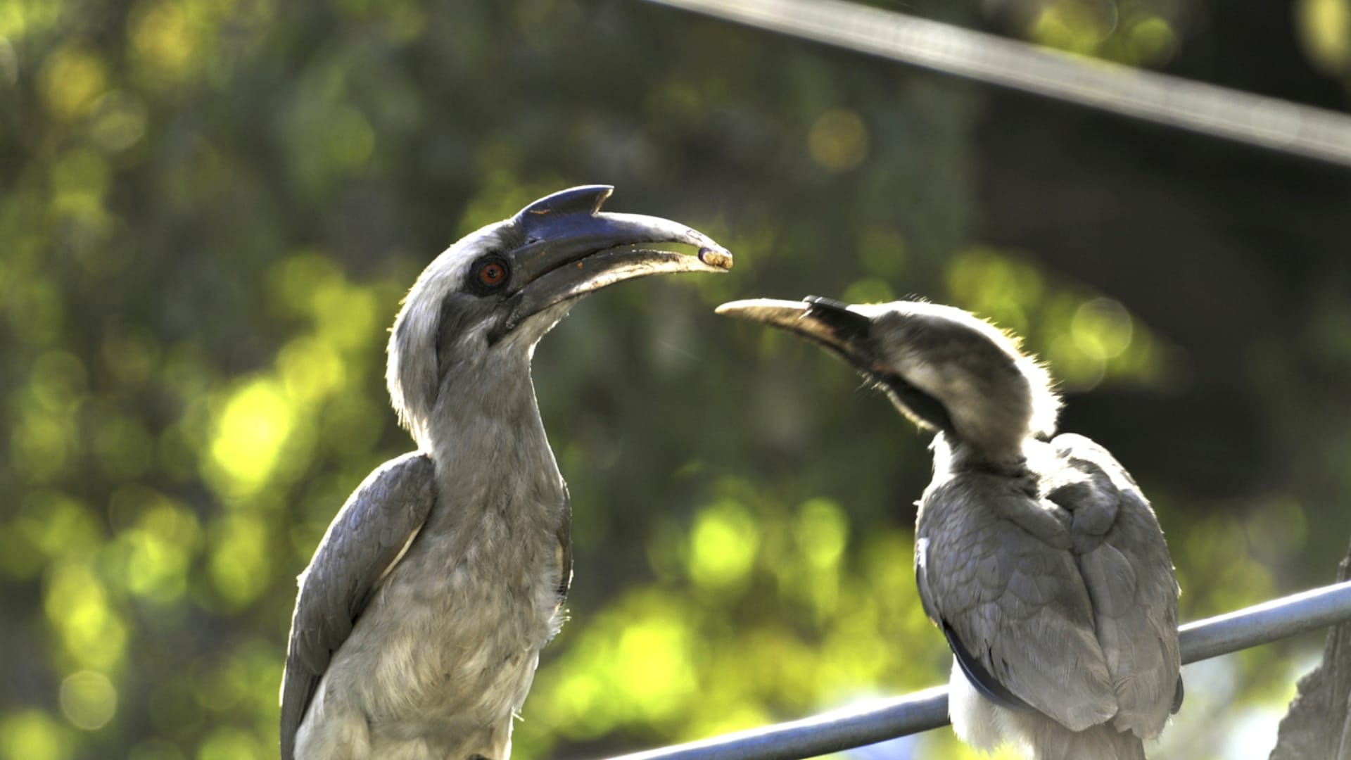 Hornbill Birds Couple Move Together Female Locks Herself in the Nest Male Feeds Family