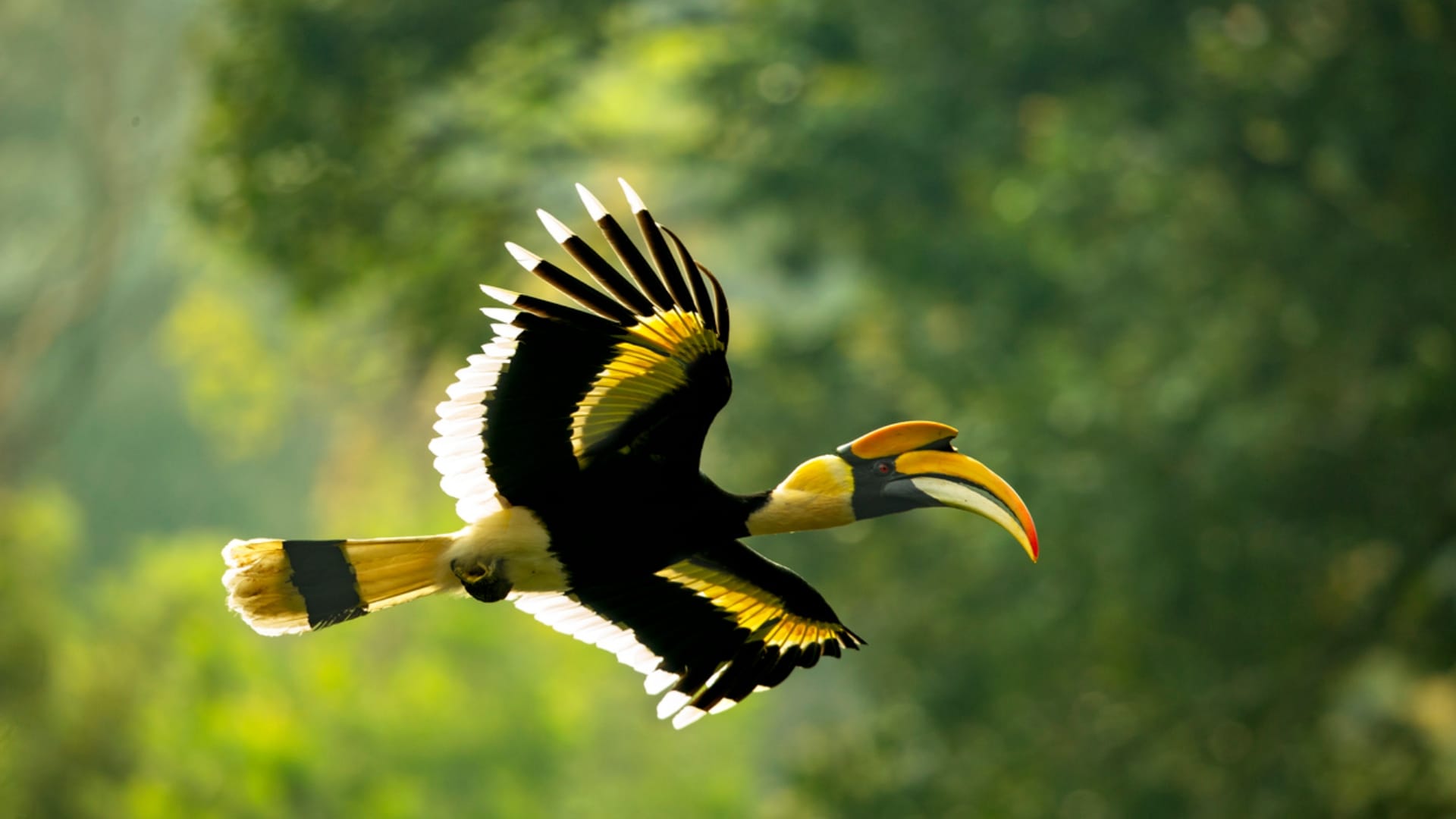 Hornbill Birds Couple Move Together Female Locks Herself in the Nest Male Feeds Family