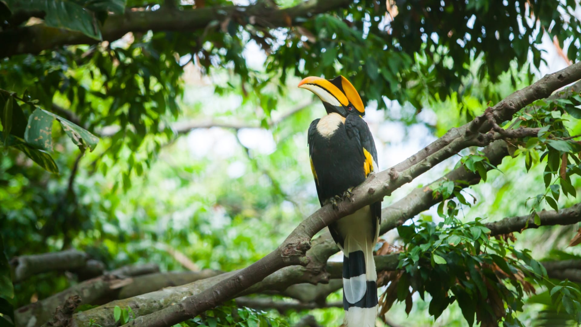 Hornbill Birds Couple Move Together Female Locks Herself in the Nest Male Feeds Family