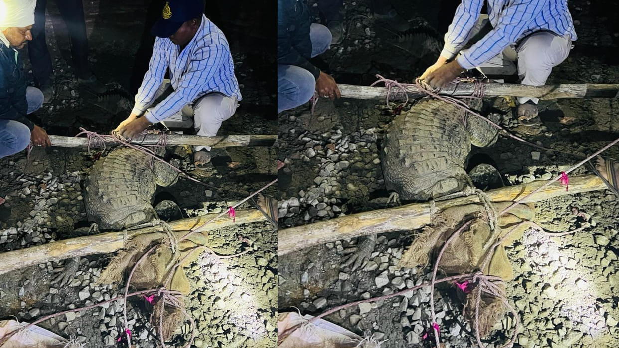 Seeing two crocodiles that came out of the river, the villagers breathed, the forest workers caught them