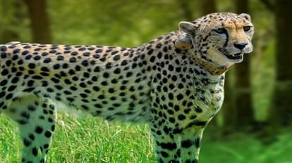 Namibian cheetah dies, Supreme court seeks task force experts qualification experience