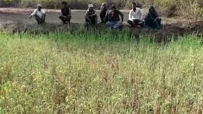 Shahdol: सूख रही फसल को पानी दे रहे थे किसान, पुलिस ने दो लोगों पर दर्ज किया FIR फसल को पानी दे रहे थे किसान