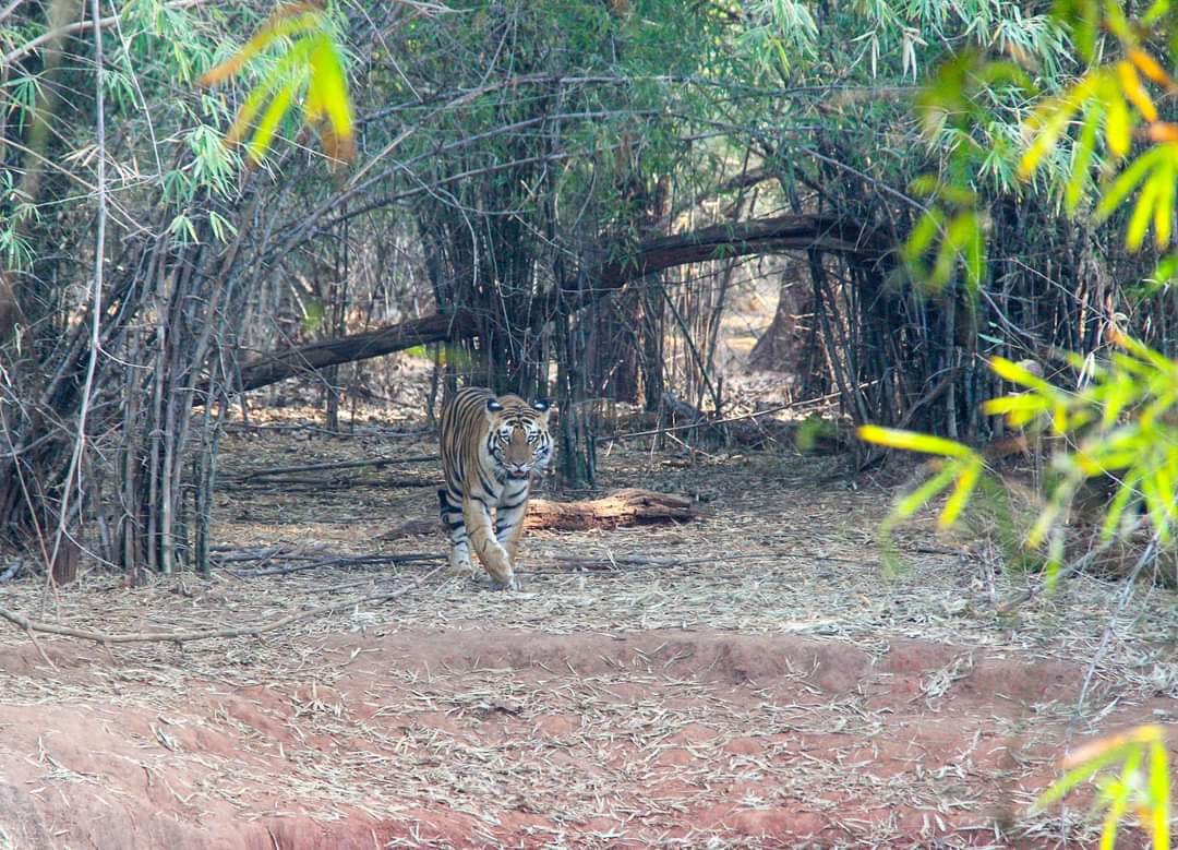 Bandhavgarh Tiger Reserve: Tigress Tara's Cub Picture Goes Viral Latest news in Hindi