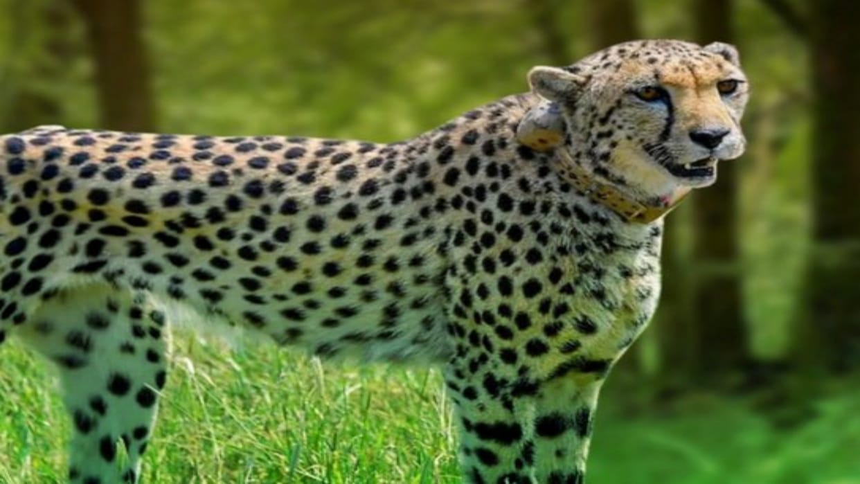 Officials says that India may import cheetahs from northern Africa